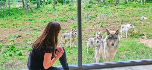 Femme agenouillée devant une fenêtre observant les loups