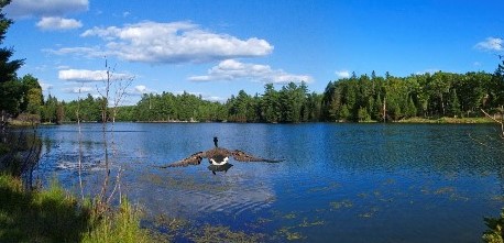 Oiseau survolant un lac