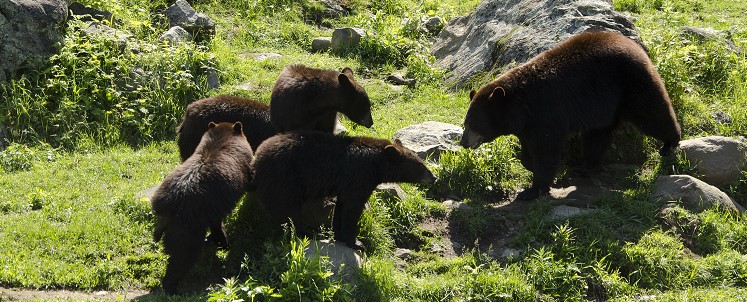 Ours en pleine nature